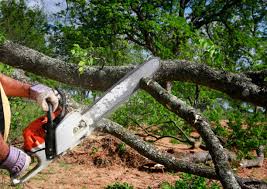Best Arborist Consultation Services  in Penn Farms, PA