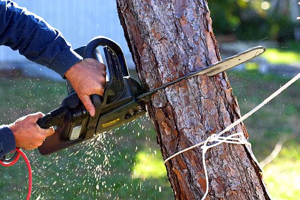 How Our Tree Care Process Works  in  Penn Farms, PA