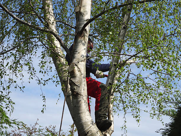 Best Storm Damage Tree Cleanup  in Penn Farms, PA